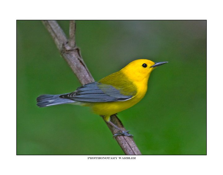 _0SB9506 prothonotary warbler a85x11.jpg - 9506 Prothonotary Warbler
